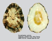 Scutellastra optima